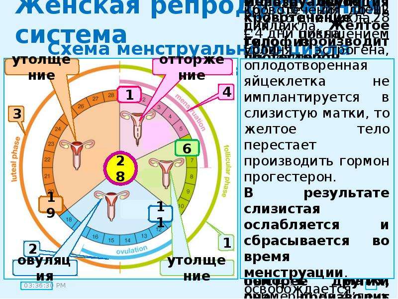 Презентация на тему мужская и женская репродуктивная система