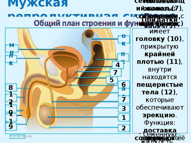 Презентация на тему репродуктивная система