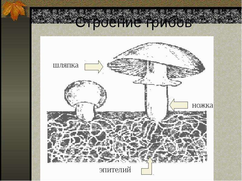 Строение гриба для дошкольников картинка