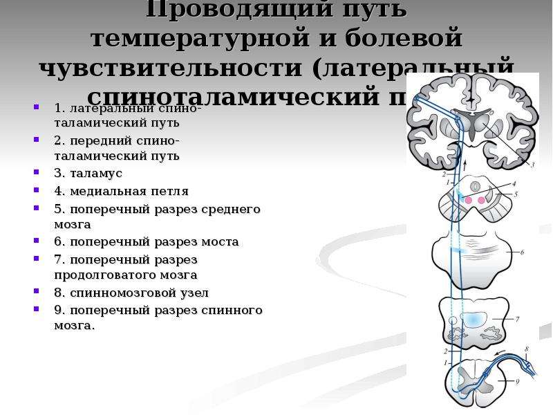 Презентация проводящие пути спинного и головного мозга