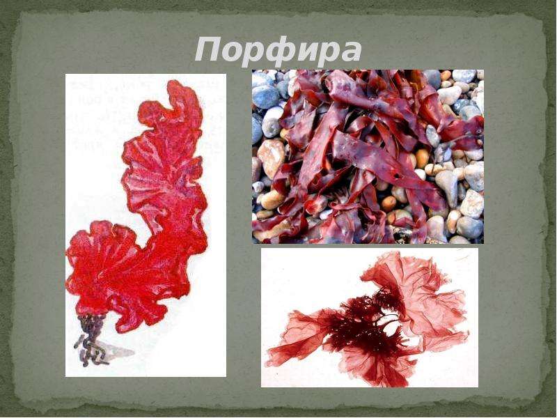 Порфира водоросль. Порфира Филлофора. Красные водоросли порфира. Порфира (Porphyra. Красные водоросли порфира рисунок.