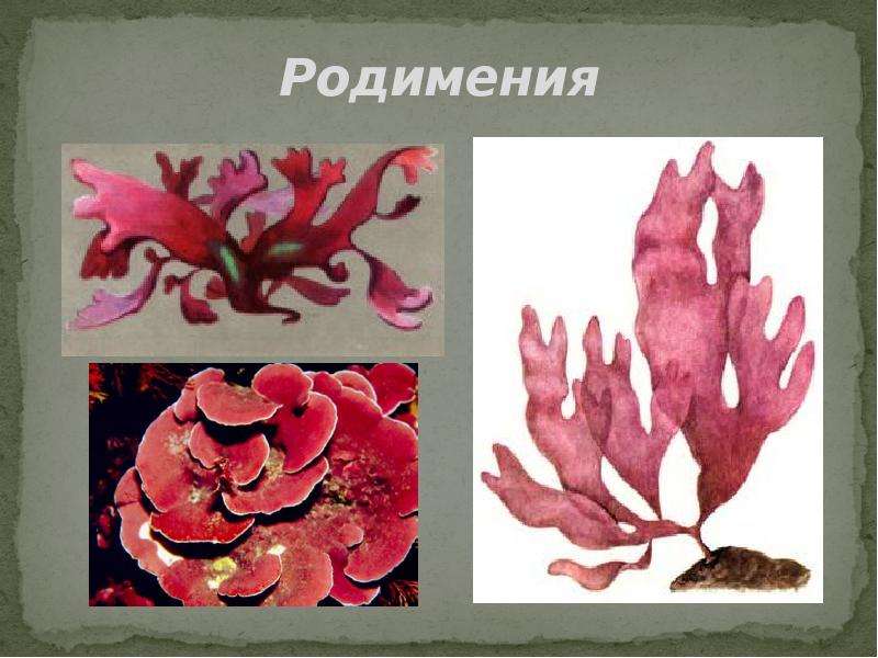 Красные водоросли 7 класс впр. Красные водоросли родимения. Красные водоросли Филлофора. Порфира и родимения. Порфира водоросль и Филлофора.