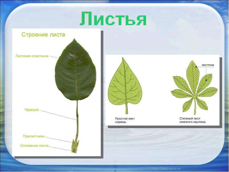 Форма листа сирени по биологии 6