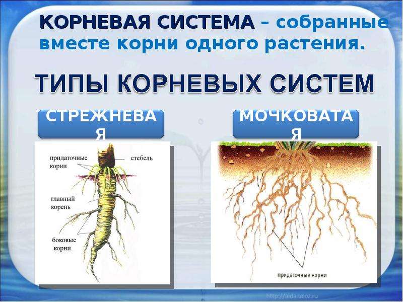 Корневая система картинка