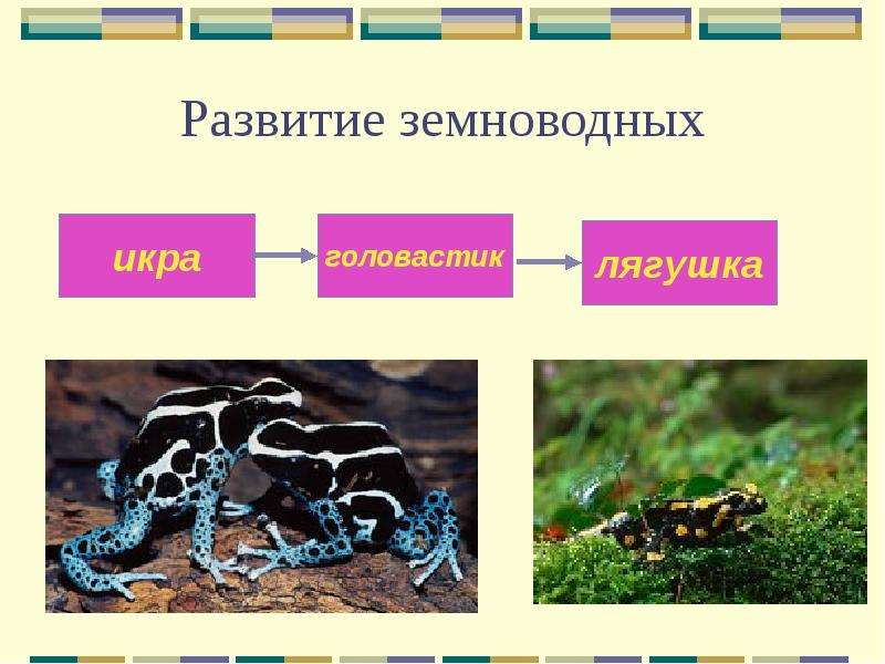 Размножение и развитие животных презентация 3 класс окружающий мир плешаков