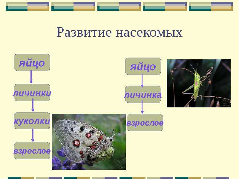 Как размножаются животные 3 класс окружающий мир презентация