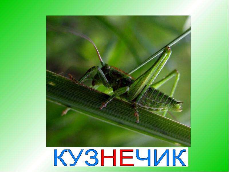 Кузнечик денди презентация