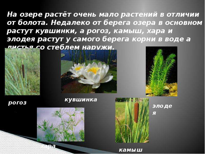 На озере росло. Какие растения растут в озере. Какие растения есть в озере. Растения озера список. Название цветов на болоте.