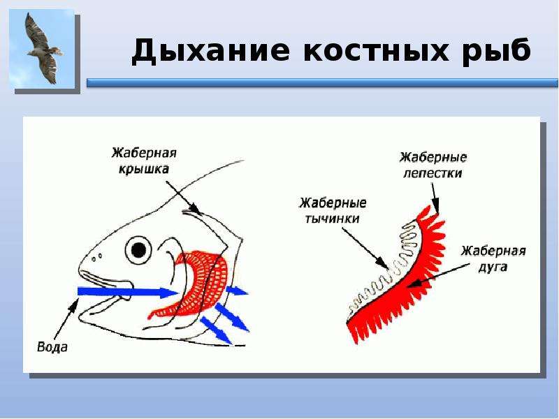 Способы дыхания. Дыхание животных. Типы дыхания у животных. Дыхание животных это процесс. Изучение способов дыхания животных.