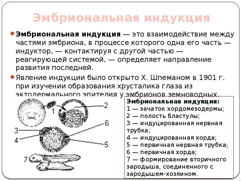 На рисунке изображен этап эмбрионального развития млекопитающего определите