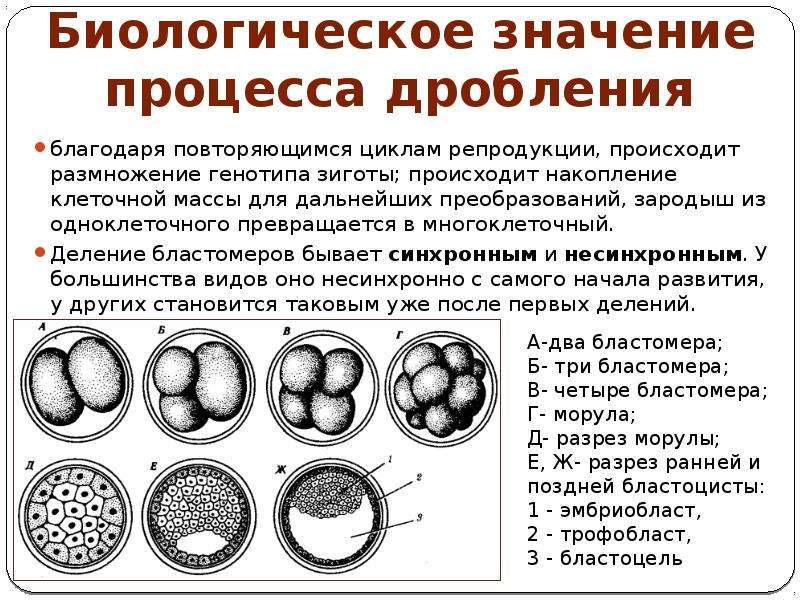 Дробление процесс образования. Дробление эмбриогенез гистология. Дробление эмбриогенеза животных. Дифференцировка бластомеров в дроблении. Радиальное дробление зиготы.