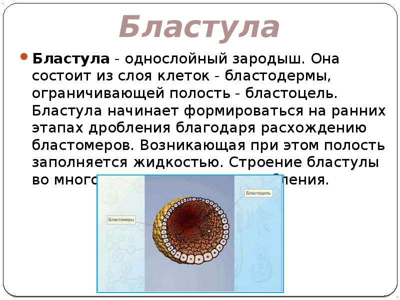 Зародыш на стадии бластулы имеет. Строение бластулы. Строение бластулы человека. Из чего состоит бластула. Бластула однослойный зародыш.