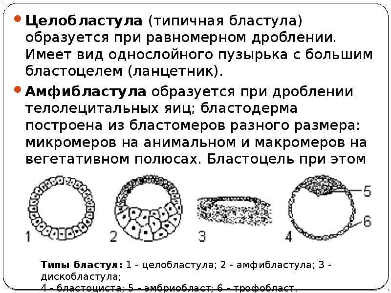 Дробление бластулы у ланцетника. Целобластула бластоциста амфибластула. Типы дробления и бластул у животных. Амфибластула это эмбриогенез. Тип бластулы у человека.