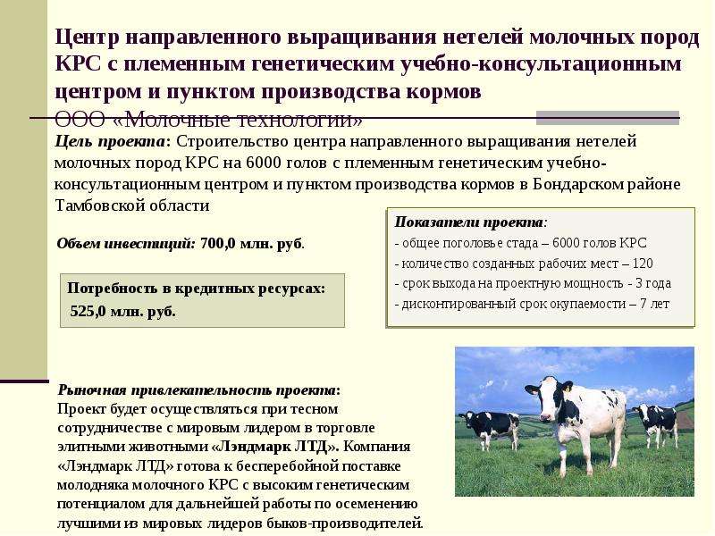 Страны лидеры по производству крупного рогатого скота. Приобретение молочных пород скота. Хозяйства выращивания нетелей. Инвестиционные проекты в Тамбовской области. Классификация пород крупного рогатого скота.