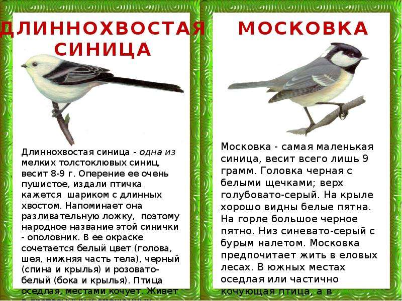Текст сравнение птиц размер и цвет. Размер и цвет оперения птиц. Синица размер и цвет оперения. Размер и цвет оперения известных вам птиц.