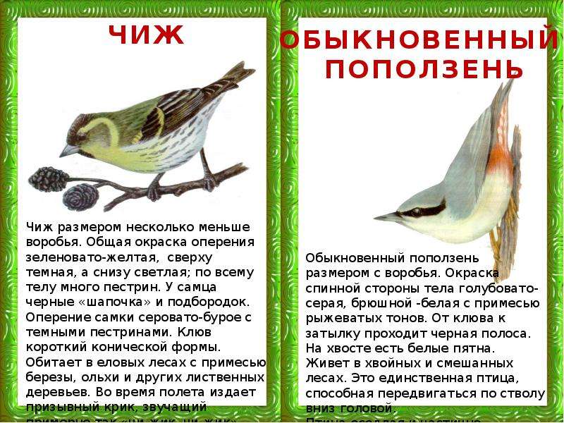 Сравнение оперения птиц. Размер и цвет оперения птиц. Размер и цвет оперения известных вам птиц. Сравнить оперение птиц.
