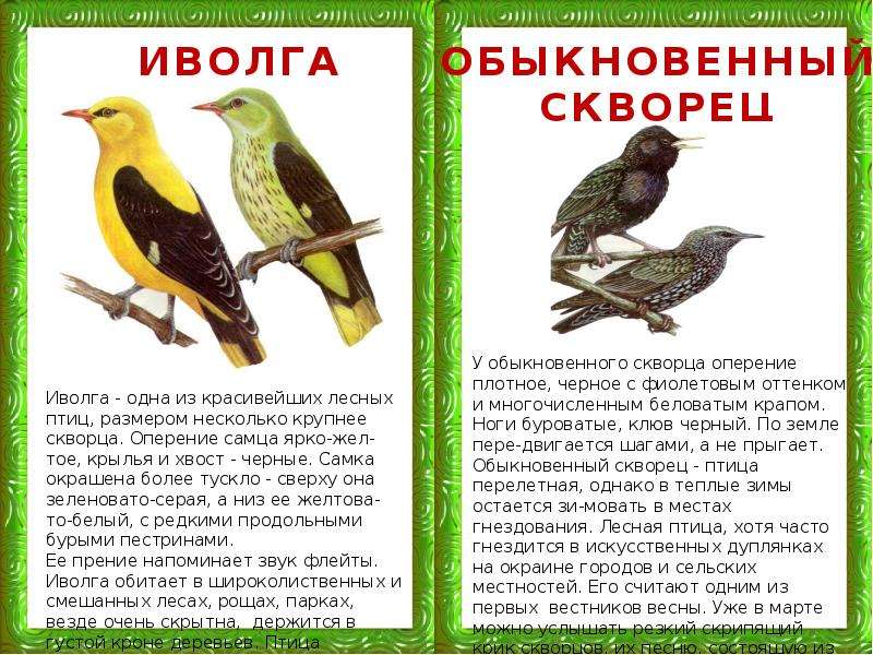 Текст сравнение птиц размер и цвет. Птицы цвет оперения.