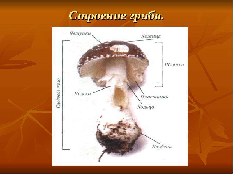 Части гриба 2 класс окружающий мир