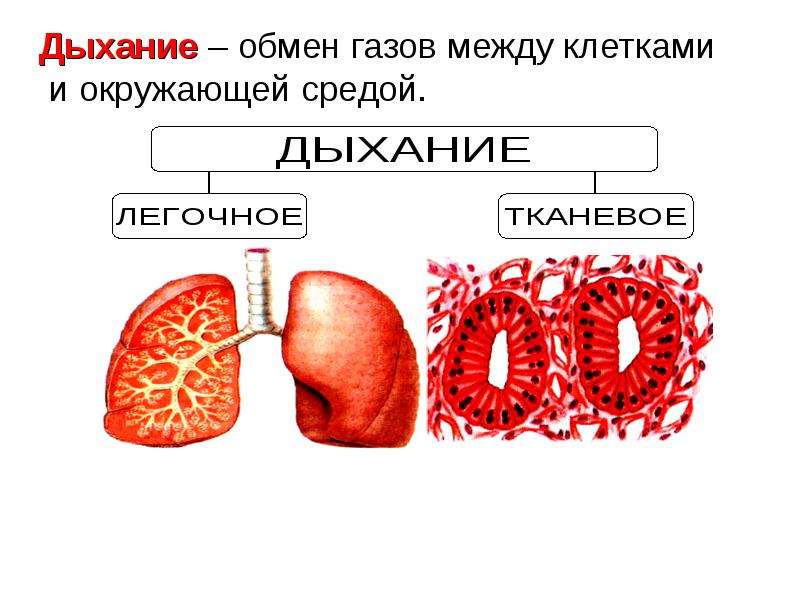 Презентация на тему дыхание