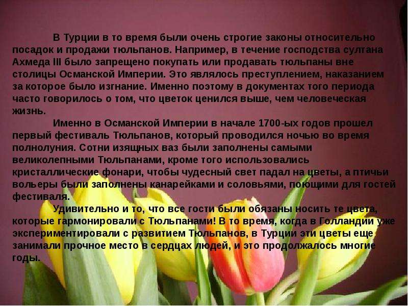 Что стало причиной названия тюльпанов в турции. Эпоха тюльпанов. Эпоха тюльпанов год. Начало эпохи тюльпанов. Сообщение эпоха тюльпанов.