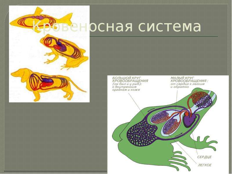 Игра по зоологии 7 класс с презентацией