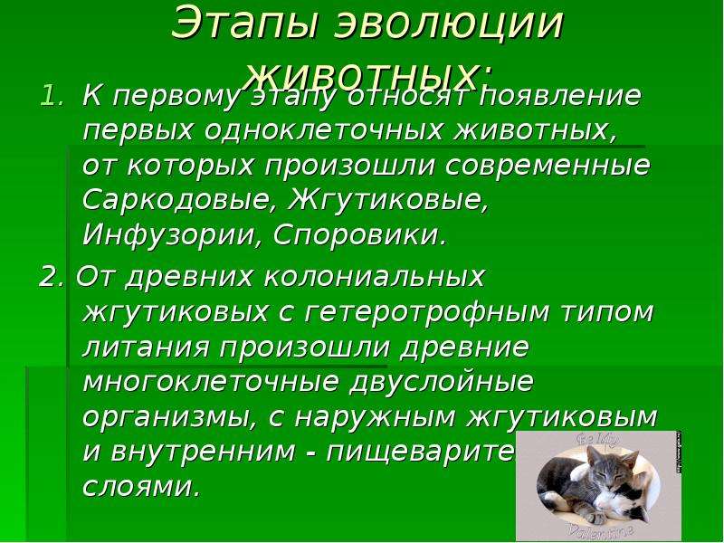 Сообщение этапы. Этапы эволюции животных. Основные этапы развития животных. Эволюция животных кратко. Эволюция животных презентация.