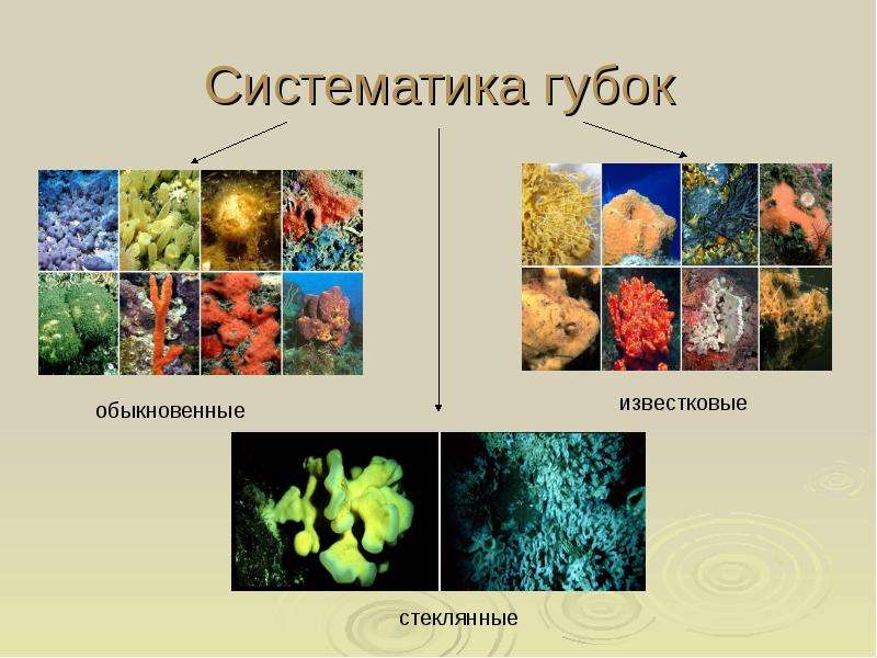 7 класс биология тип губки презентация