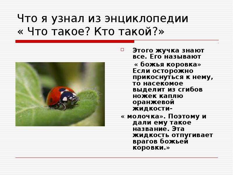 Божья коровка приносит удачу: 15 впечатляющих фактов о том, как ее приметы дейст