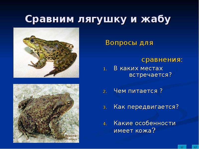 Лягушка земноводное 2 класс. Земноводные 2 класс окружающий мир жаба и лягушка. Презентация лягушки и Жабы. Лягушка для презентации. Жаба для презентации.