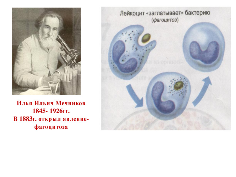                                   Фагоцитоз - активный захват и поглощение живых клеток и неживых частиц особыми клетками - фагоцитами   Илья Ильич Мечников  1845- 1926гг.  В 1883г. открыл явление-  фагоцитоза  