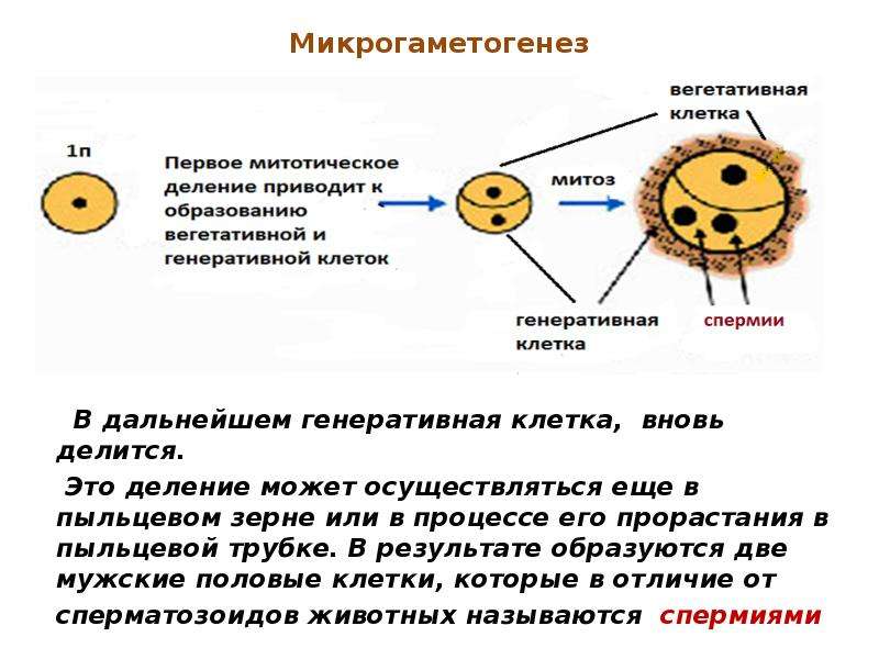 Вегетативная клетка у растений. Вегетативная клетка пыльцевого зерна. Генеративная клетка пыльцевого зерна. Вегетативная и генеративная клетка. Роль вегетативной клетки пыльцевого зерна.