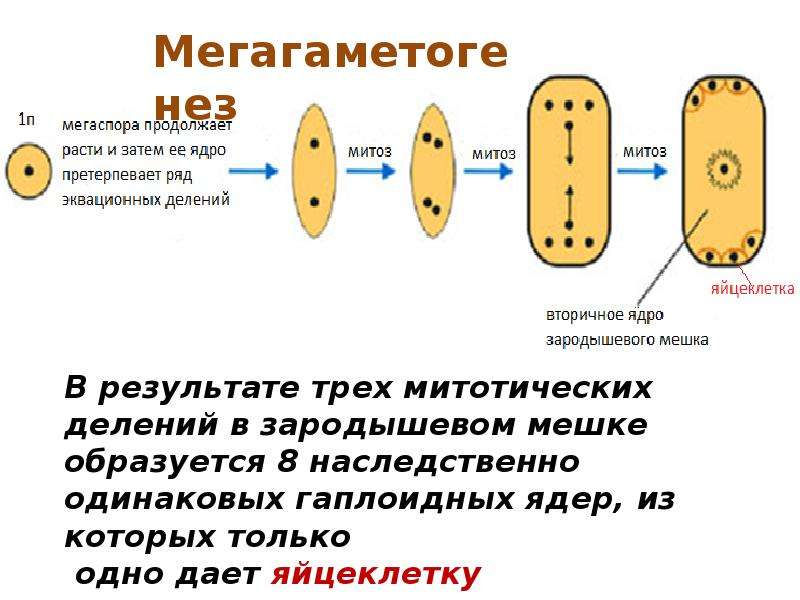В результате какого деления образуются микроспоры. Гаметогенез у высших растений. Спорогенез покрытосеменных. Спорогенез и гаметогенез у растений схема. Мегаспорогенез у покрытосеменных.