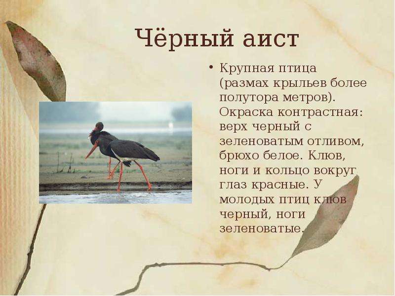 Презентация животные красной книги нижегородской области