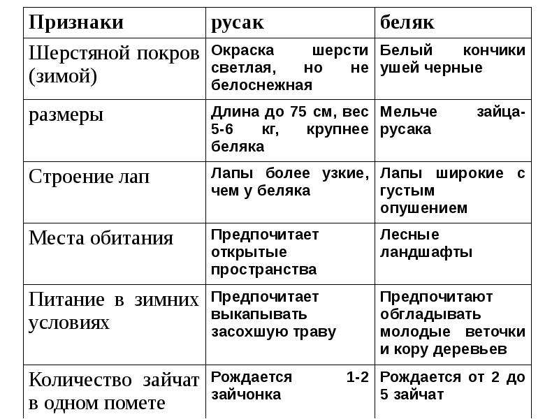 Беляк и русак сходства и различия. Таблица по биологии 7 класс отряды грызунов и зайцеобразных. Сравнительная характеристика таблица заяц Русак и Беляк. Отряд Грызуны и зайцеобразные таблица. Сравнение зайца беляка и зайца русака.