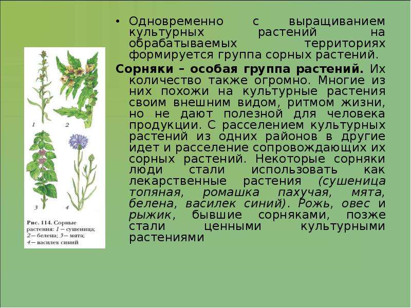 Жуковский культурные растения и их сородичи. Сорняки и культурные растения. Условия для выращивания культурных растений. Возделывание культурных растений. Ценные культурные растения бывшие сорняки.