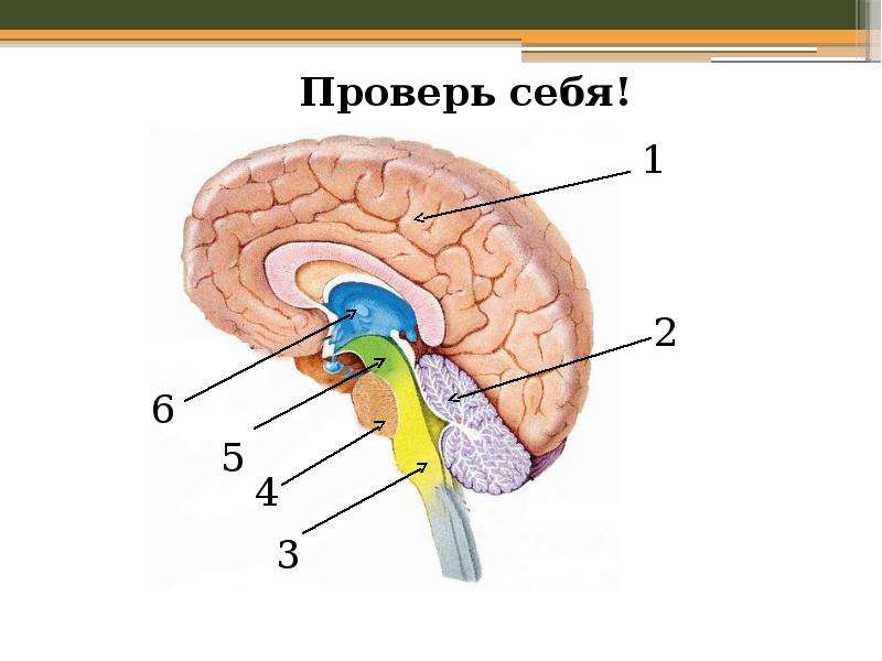 Строение головного мозга рисунок без подписей