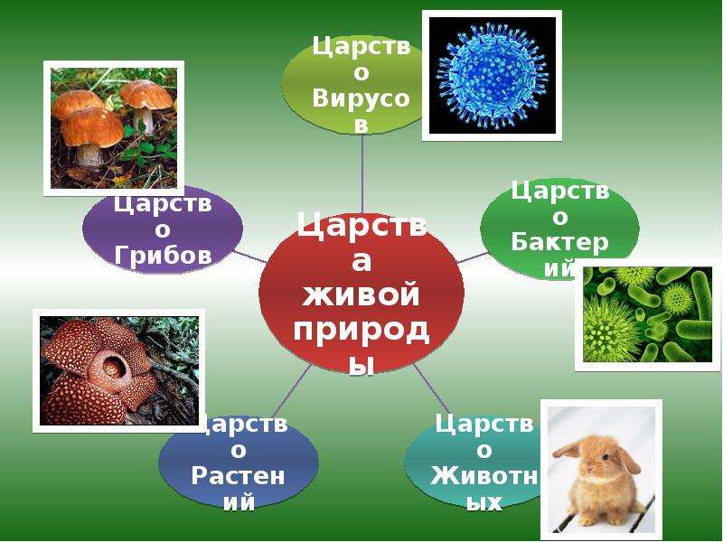 Презентация царства живой природы 1 класс