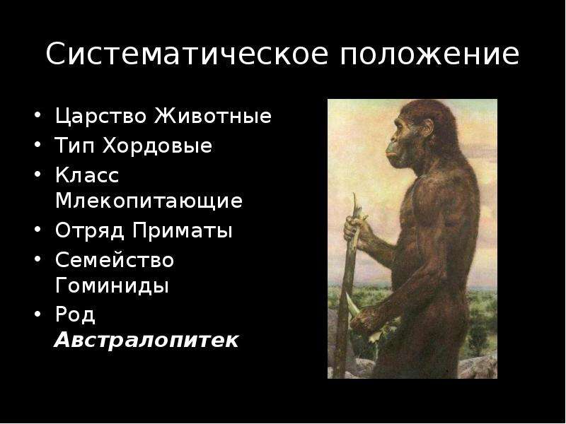 Что в переводе с латинского означает австралопитек. Характеристика образа жизни австралопитеков. Систематическое положение животных. Внешний облик австралопитека. Отряд приматы семейство гоминиды.