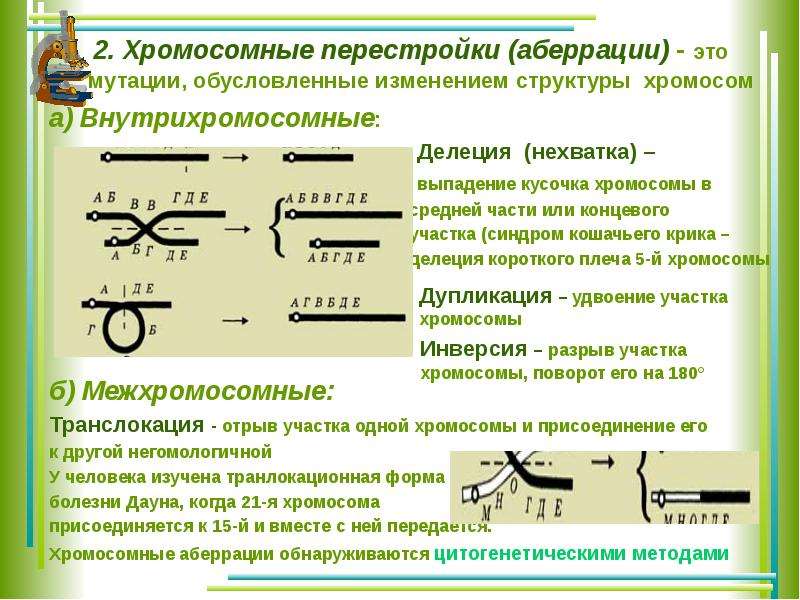 Хромосомные мутации презентация