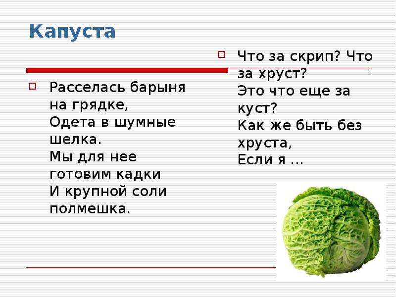 Капуста загадка. Загадка про капусту. Поговорки про капусту. Загадки пословицы про капусту. Пословицы про капусту.