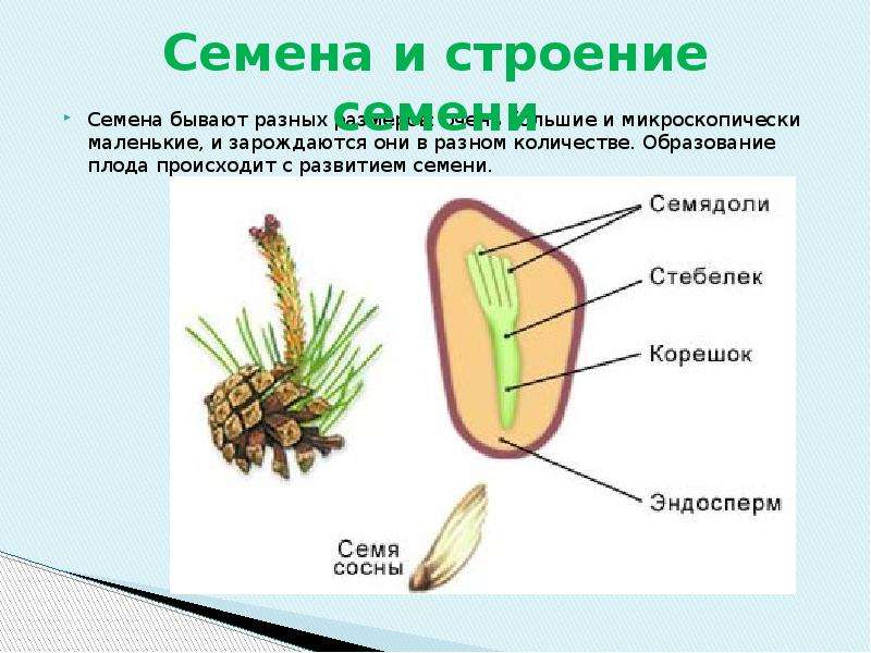 Строение семян фото