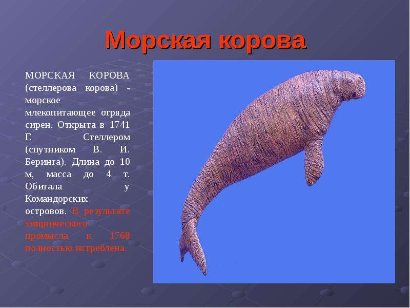 Презентация морская корова