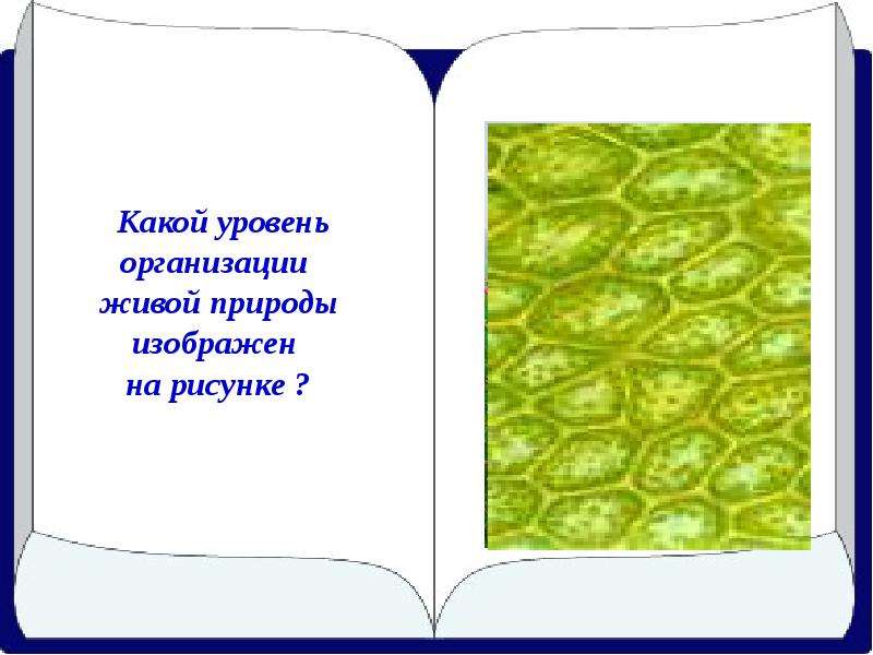 Какой уровень организации живого изображен на фотографии. Какой уровень организации живого изображен на рисунке?. Какой уровень организации живого изображен. Какой уровень организации жизни изображён на рисунке?.