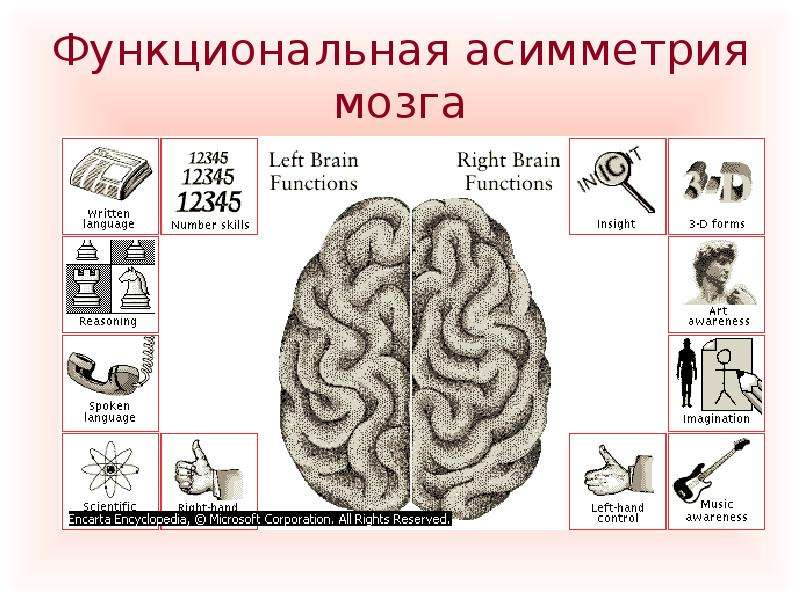 Асимметрия мозга презентация