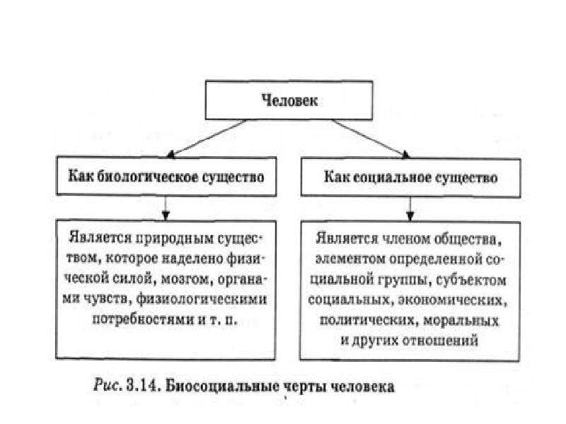 Человек как биологическое и социальное существо план