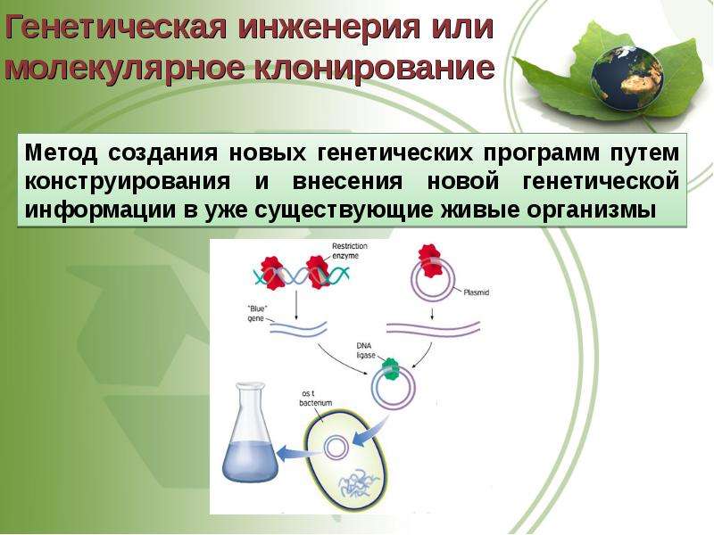 Презентация на тему трансгенез