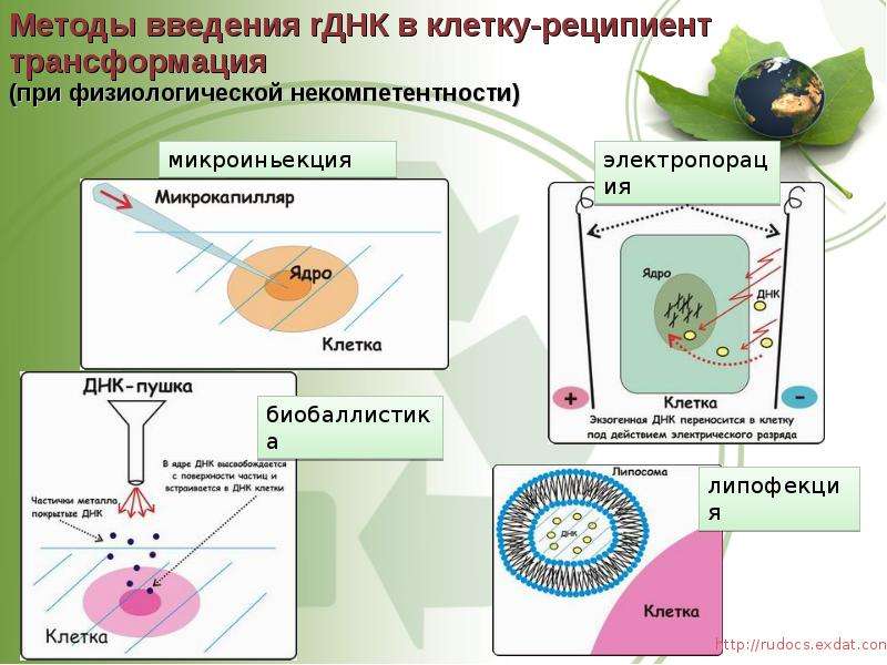 Презентация на тему трансгенез