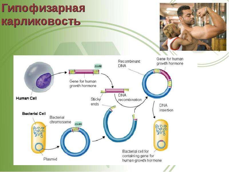 Презентация на тему трансгенез