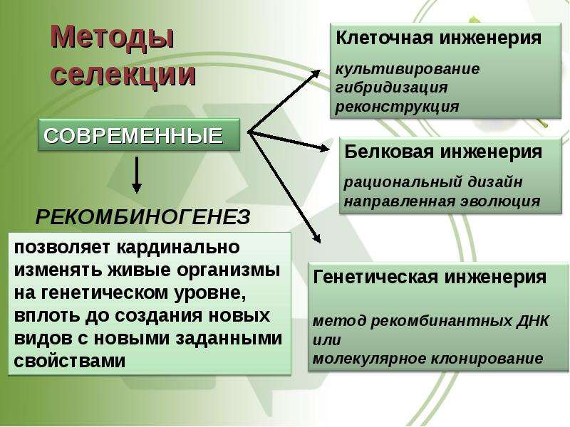 Презентация по биологии 10 класс генная и клеточная инженерия