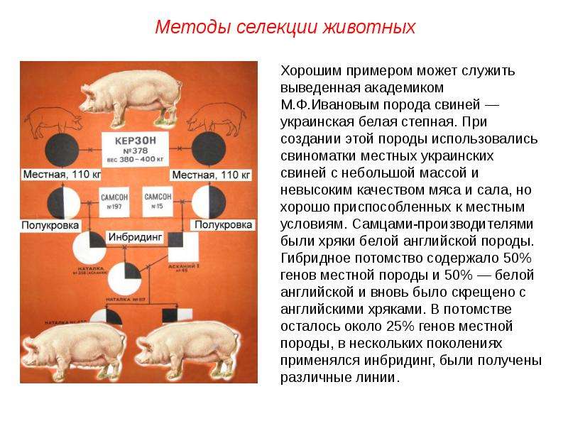 Проект по биологии на тему селекция